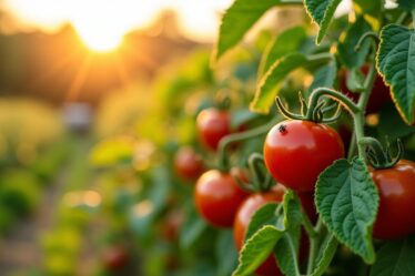 Identifier et combattre les aleurodes : protégez efficacement vos plants de tomates