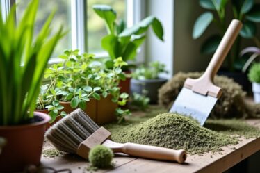 Les indispensables pour entretenir et embellir votre espace vert : guide des outils incontournables