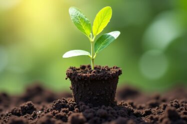 Potiron encore immature : astuces efficaces pour accélérer sa maturation