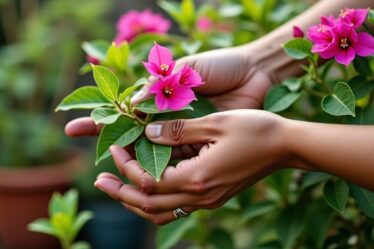 Identifier et traiter les maladies courantes du bougainvillier : guide pratique pour garder votre plante en pleine santé