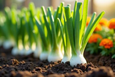 Comment protéger efficacement vos poireaux contre l'infestation de vers : conseils et méthodes de traitement
